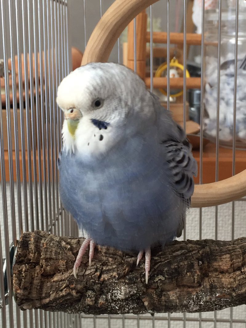 セキセイインコ、止まり木の太さってどれくらいがいい？